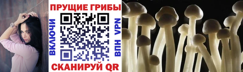 shop клад  Нижняя Салда  МЕГА зеркало  Псилоцибиновые грибы Cubensis  купить  сайты 